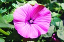 Mallow, Rose (annual)