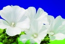 Malva reale, Bianca (un anno)