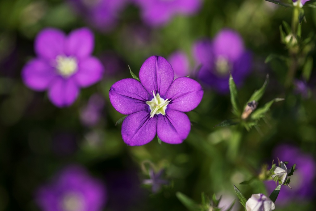 Venus' looking-glass (Clasping bellflower) (annual overwinter)