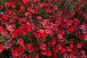 Lin à grandes fleurs, Rouge (plante annuelle)