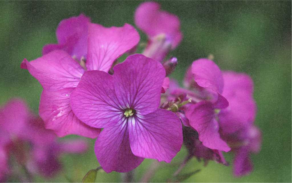 Honesty (Lunaria) (biennial)