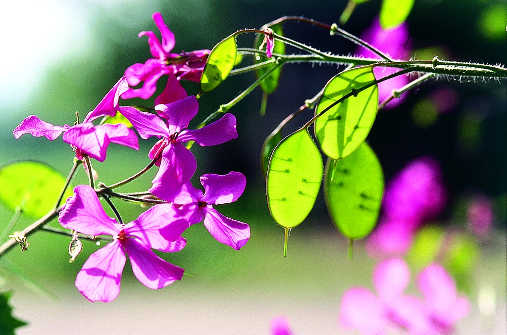 Honesty (Lunaria) (biennial)