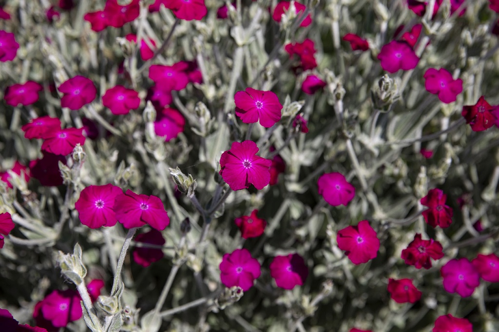 Maltese cross (Catchfly) 'Campion' (biennial to perennial)