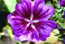 Grande mauve (plante vivace)