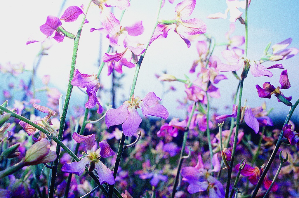 Night-scented stock (Evening stock), Fragrant