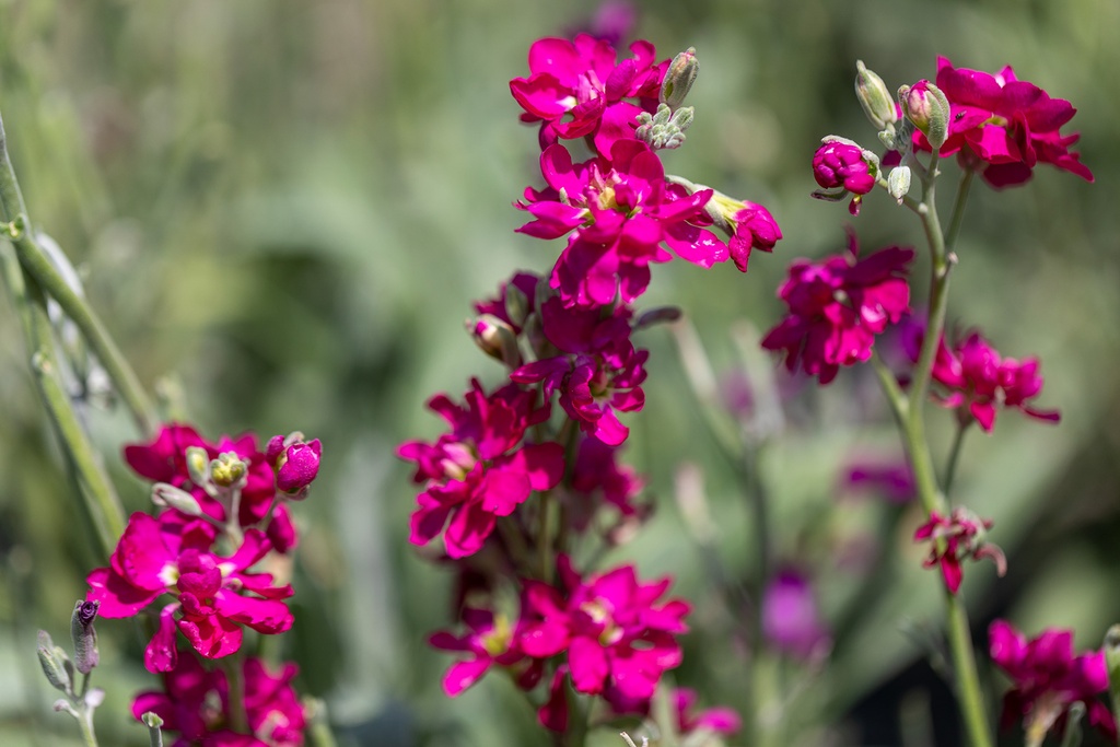 Grande Giroflée, Mélange Extra