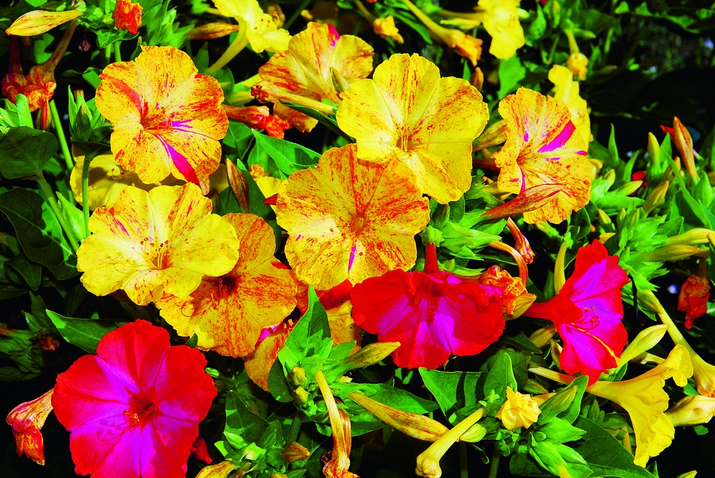 Marvel-of-Perou (Four o'clock flower), Exotic mix (annual)