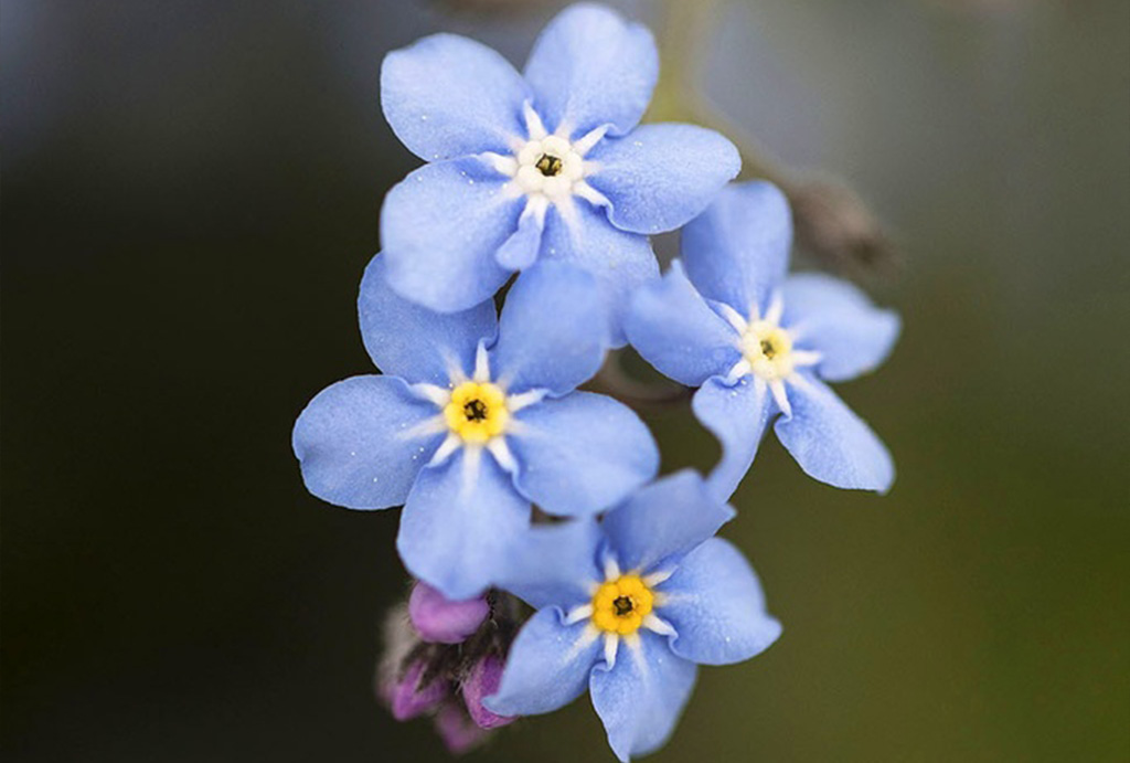 Nontiscordardimé (Myosotis), Blu cielo (un anno oltre l'inverno)