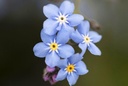 Forget-me-not (Myosotis), Sky Blue (annual overwinter)
