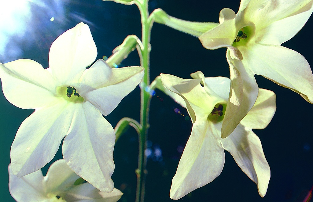 Ornamental tobacco, White Bloom (annual)