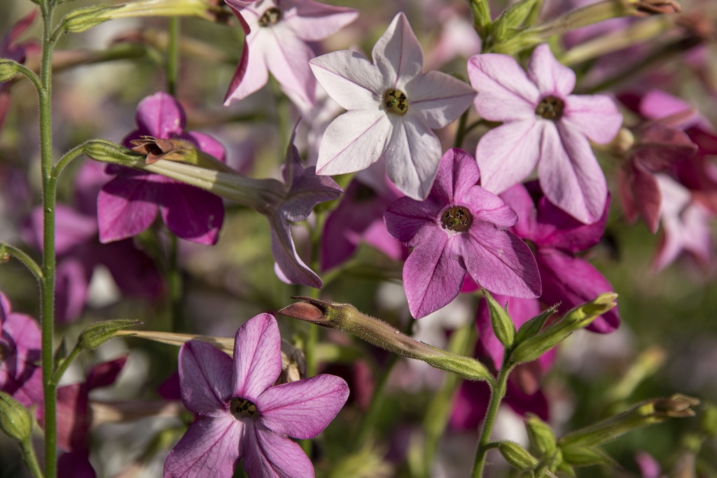 Tabac d'ornement, Mélange (plante annuelle)