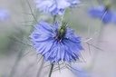 Nigella damascena, Fioritura blu (un anno)