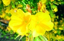 Evening primrose (biennial)