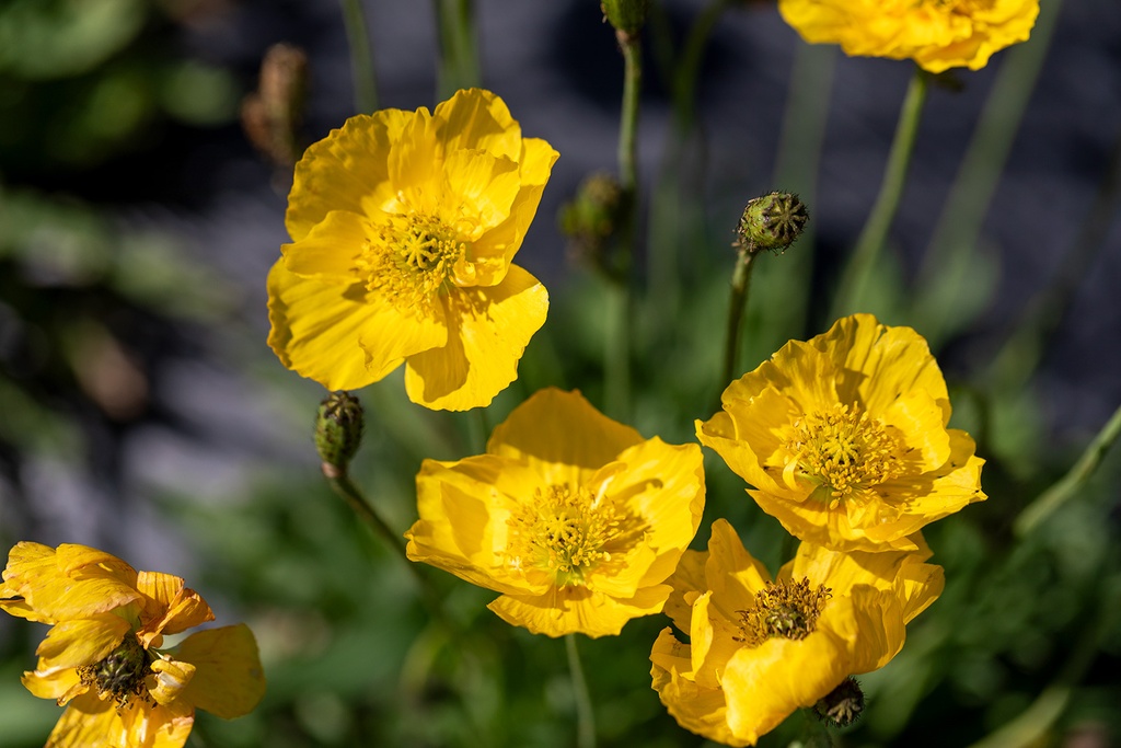 Alpine poppy, Grammont