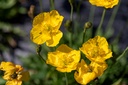 Pavot Alpin 'Grammont'