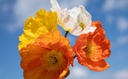 Iceland Poppy