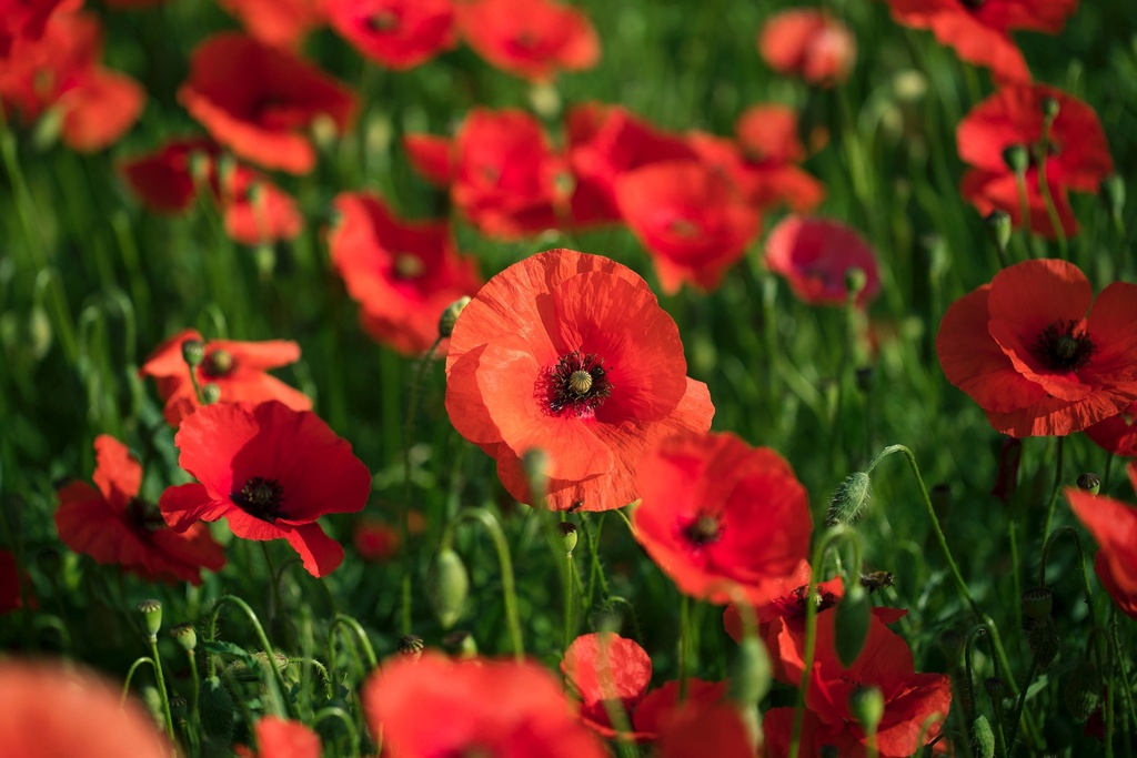 Mohn, Rot