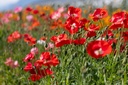 Mohn, Seidenmohn (einjährig)