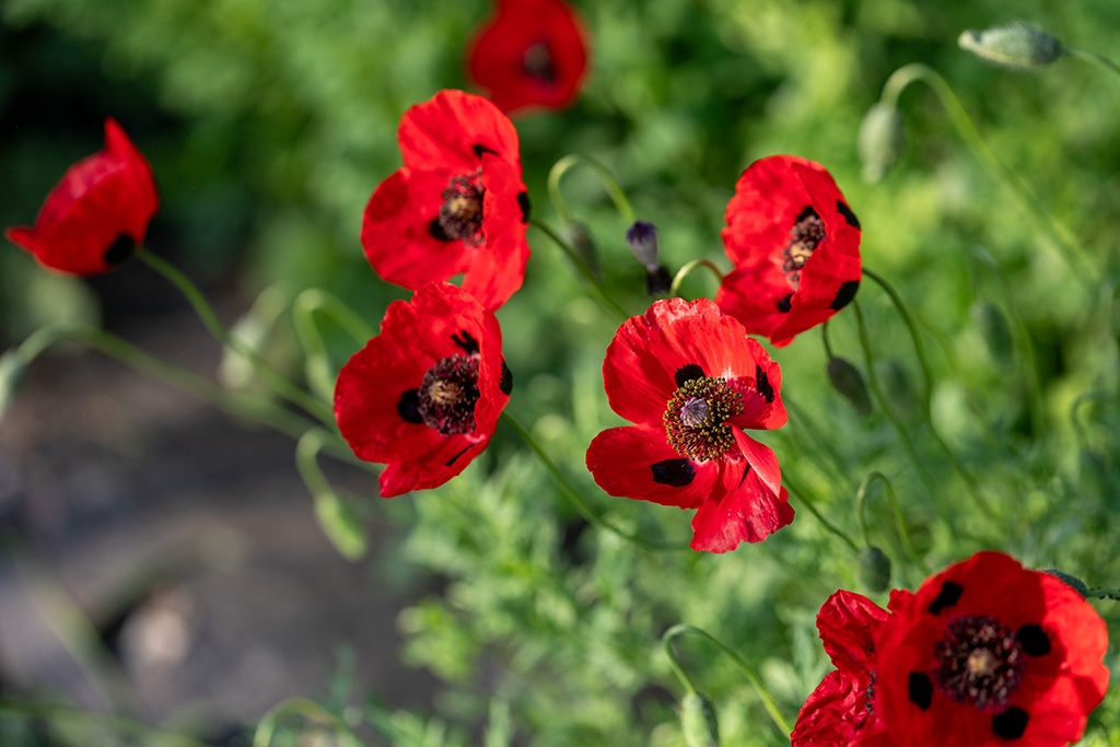 Coquelicot, Coccinelle