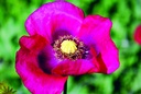 Poppy, Fuschia-red (annual)
