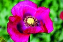 Poppy, Fuschia-red (annual)