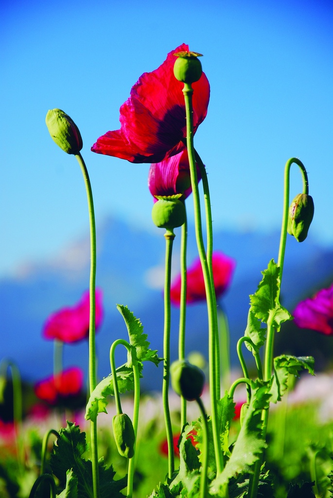 Pavot, Rouge carmin (plante annuelle)