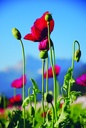 Pavot, Rouge Carmin