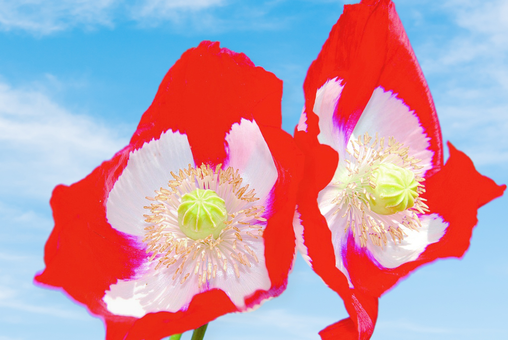 Pavot, Drapeau Suisse