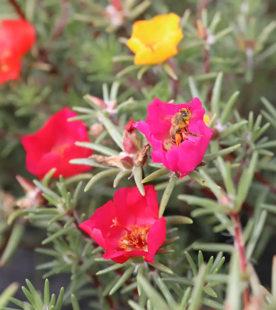 Moss rose, Pastel-coloured mix (annual)