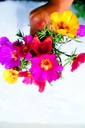 Pourpier à grandes fleurs, Mélange pastel (plante annuelle)