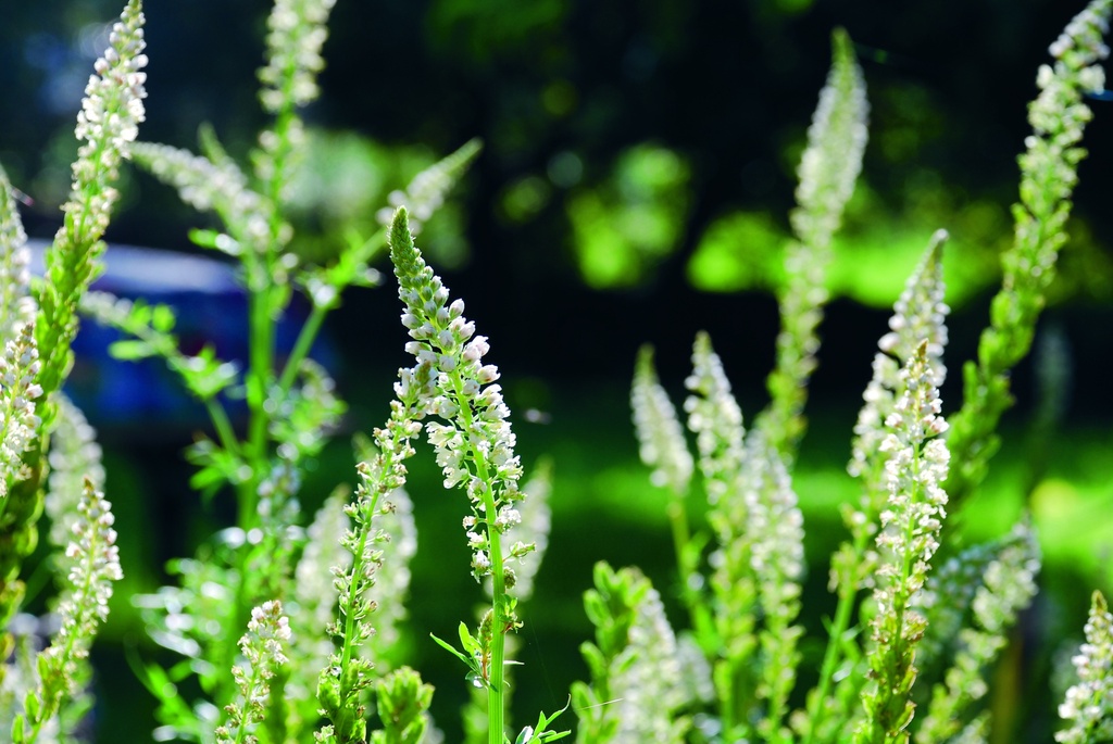 Reseda (Dyer's rocket), White (annual)