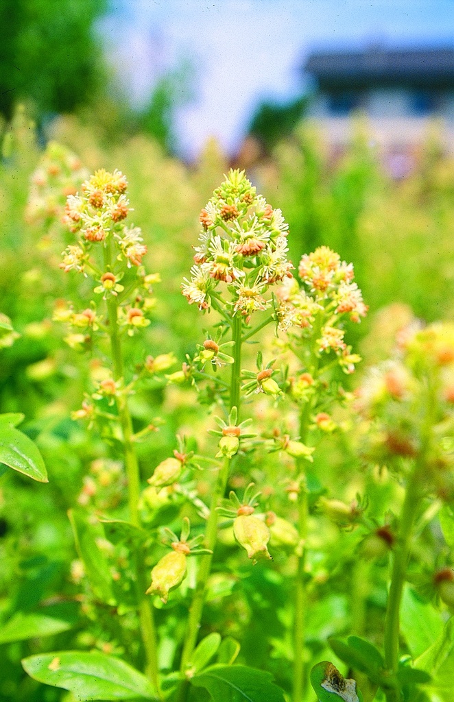 Reseda, Wohlriechende (einjährig)