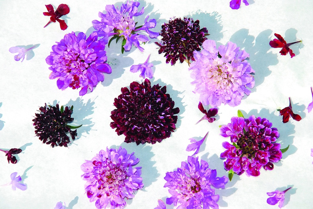 Scabiose per giardino, Misto (un anno)