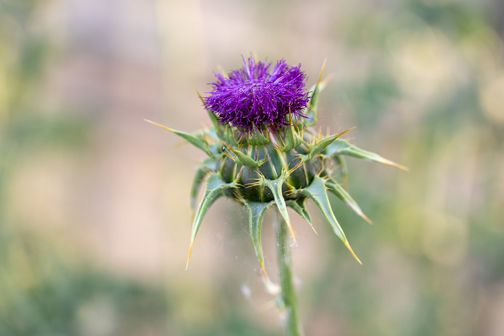 Mariendistel (ein- bis zweijährig)