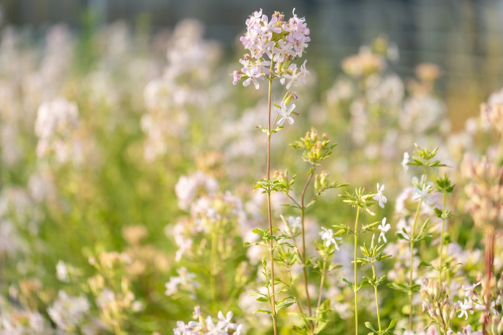 Common soapwort, White