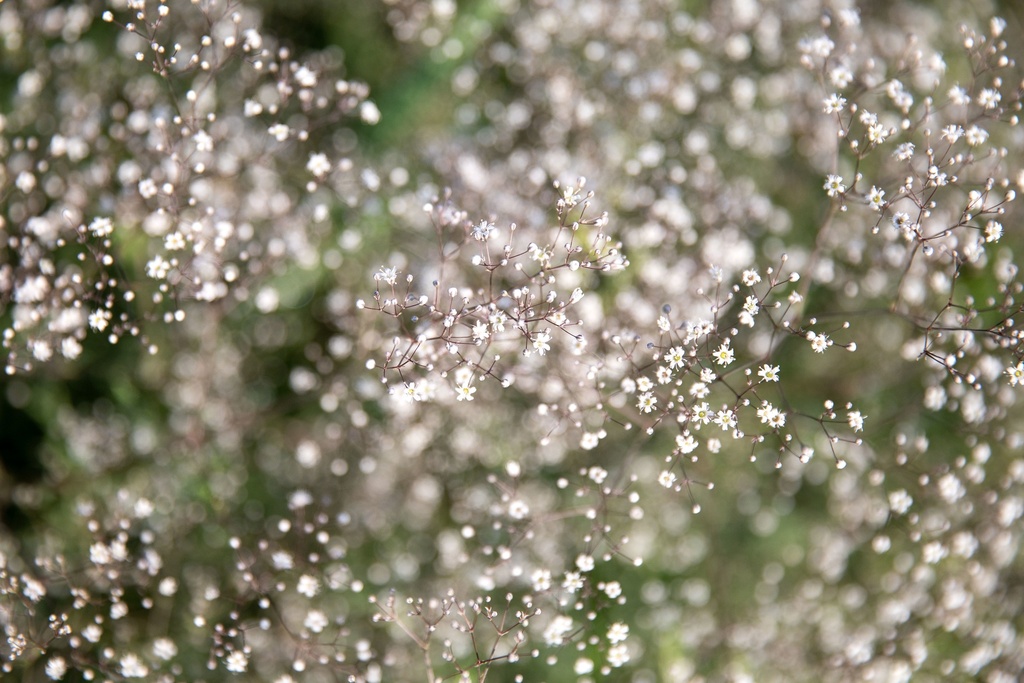 Gypsophile Paniculée