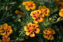 Tagetes (Studentenblume), Einfach gemischt (einjährig)