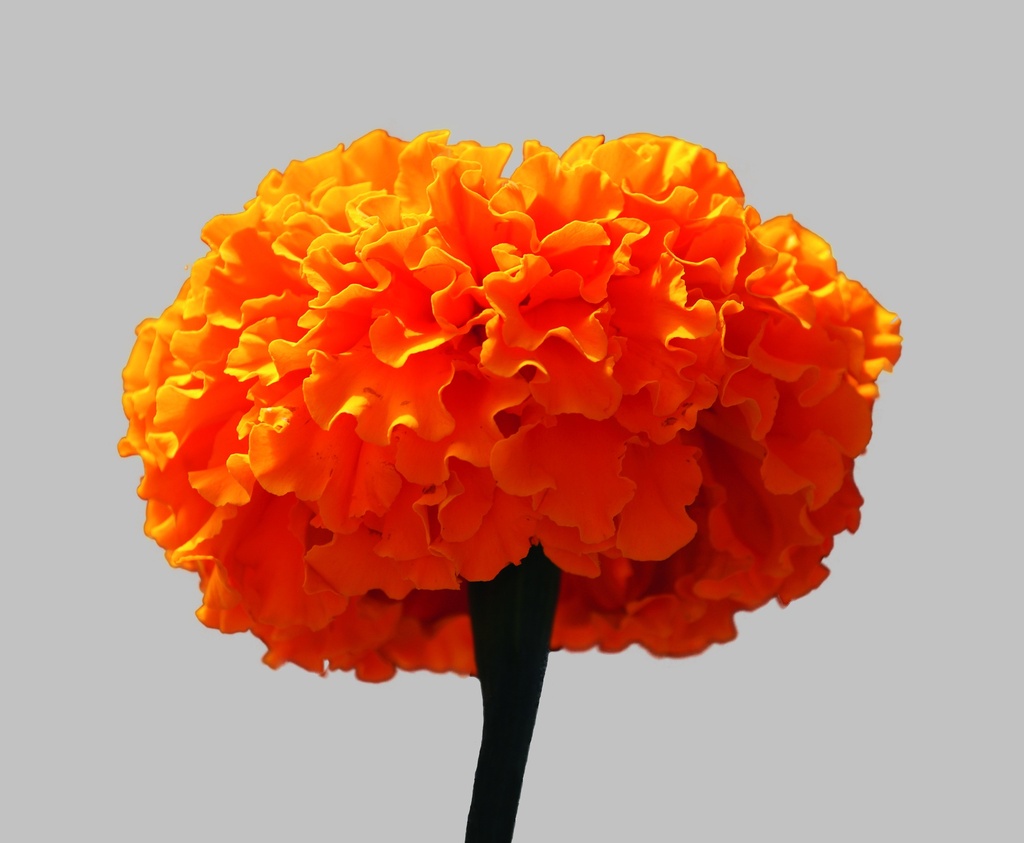 Tagetes (Marigold), Dyer's-marigold (annual)