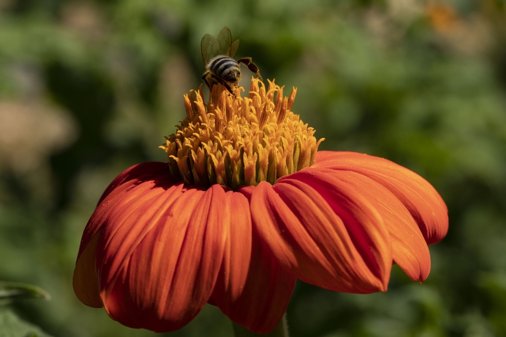 Tithonie (Mexikanische Sonnenblume) (einjährig)