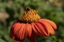 Mexican sunflower (Thitonia) (annual)