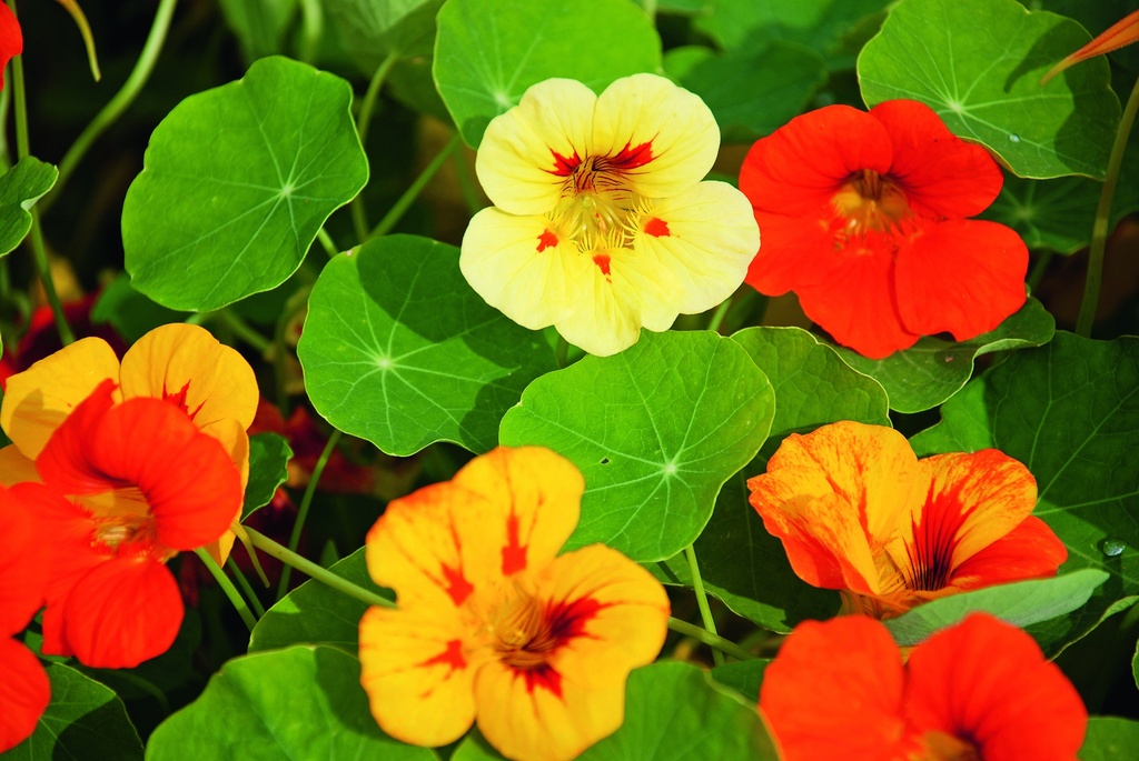 Nasturzio (Tropaeolum), Semplice misto (un anno)