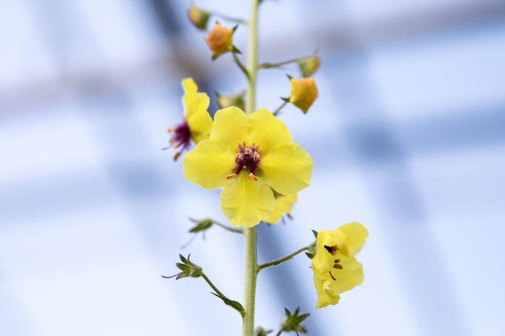 Verbascum blattaria