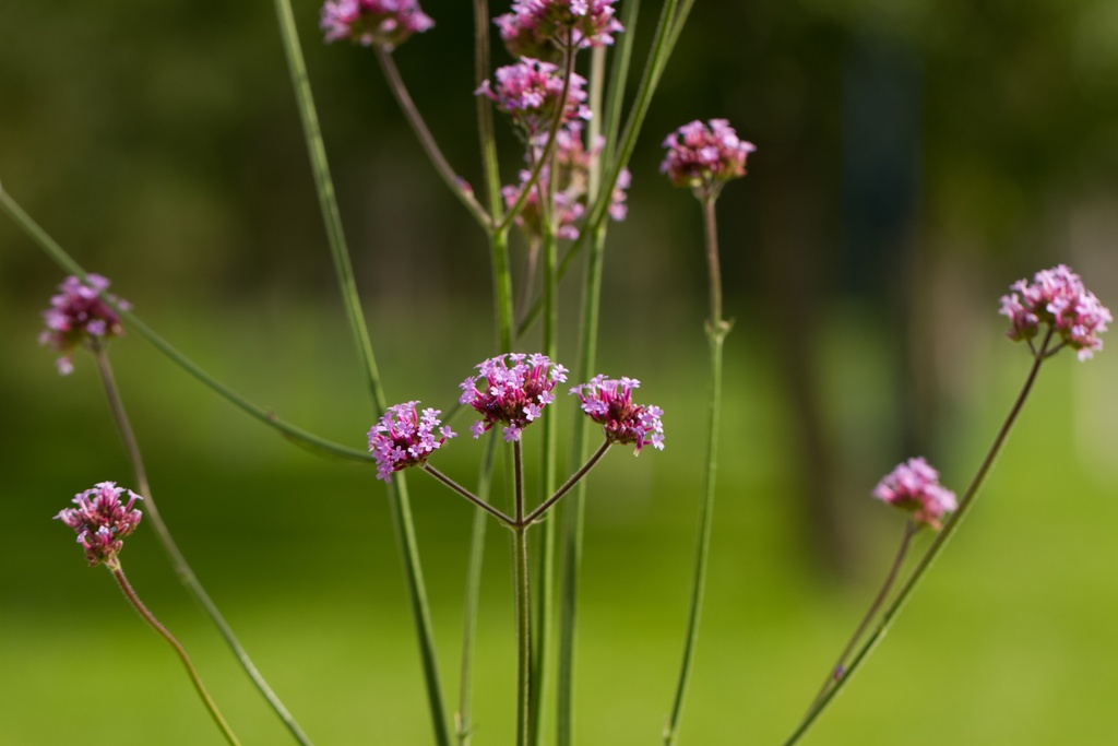 Patagonisches Eisenkraut (Argentinische Verbene)