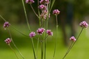 Verveine de Buenos-aires