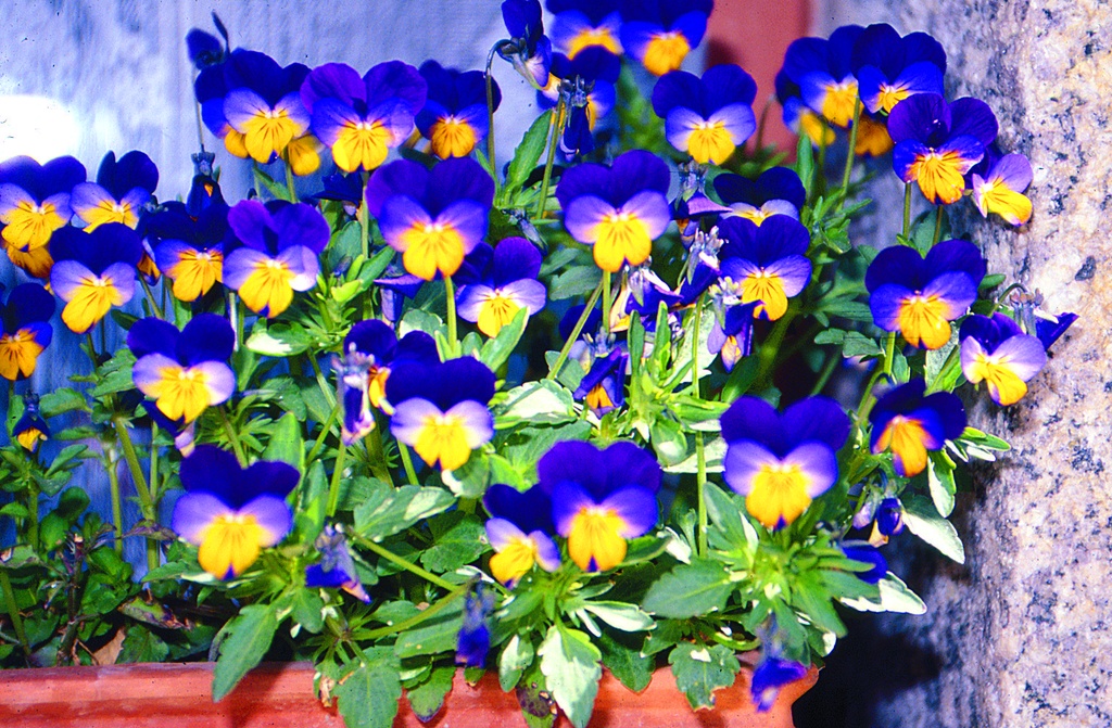 Stiefmütterchen, Kleinblütiges (zweijährig)