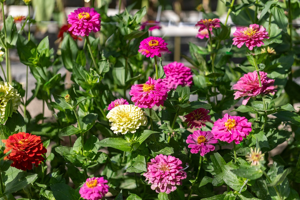 Zinnia, Simple mélange Sélection Z (plante annuelle)