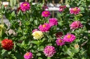 Zinnia, Mix (annual)