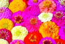 Zinnia 'Liliput' (annual)
