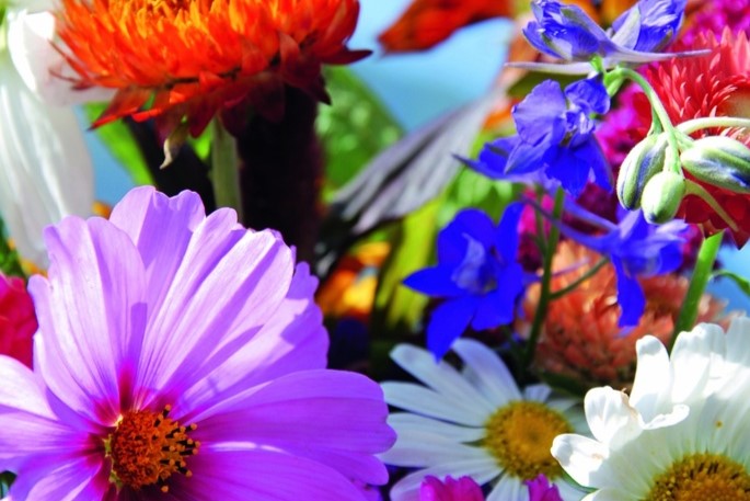Mélange de Fleurs Annuel, Jardin en Rêve