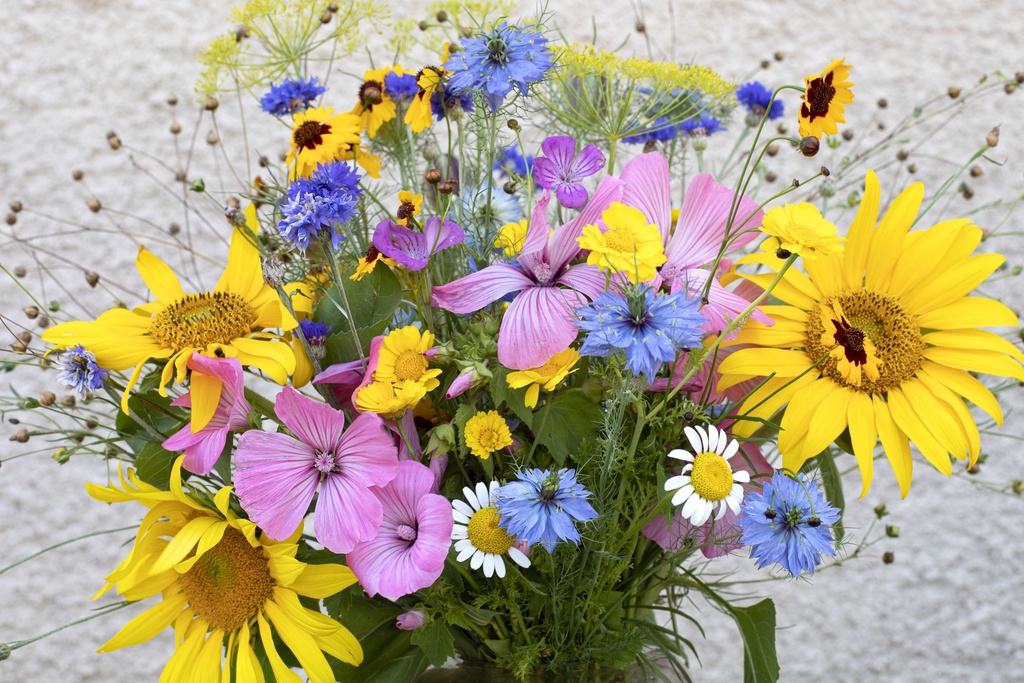 Flower mix, Nectar plus (annual)